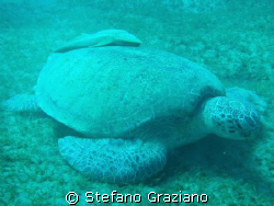 Turtle with Remora fish 
Spot: Abudabab bay south egypt by Stefano Graziano 